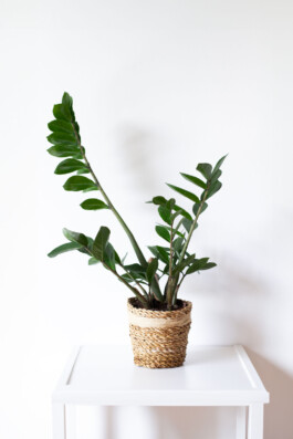 Massage Ochaya im Herzen des Ennstals